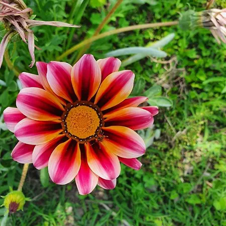 Stone Garden Ercolano