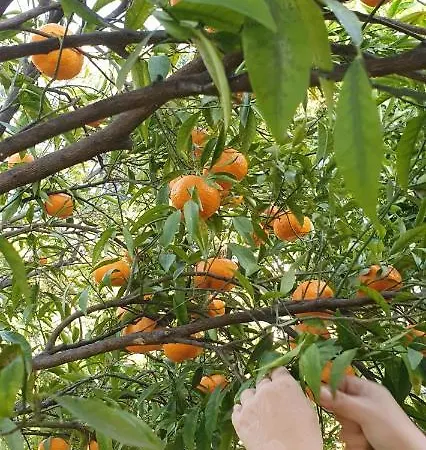 Stone Garden فندق مبيت وإفطار إيركولانو